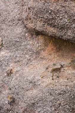 Montserrat Dağı 'ndaki dağ keçisi, Barcelona, İspanya.