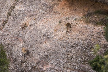Montserrat Dağı 'ndaki dağ keçisi, Barcelona, İspanya.