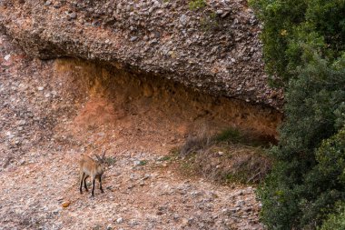 Montserrat Dağı 'ndaki dağ keçisi, Barcelona, İspanya.