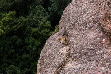 Montserrat Dağı 'ndaki dağ keçisi, Barcelona, İspanya.
