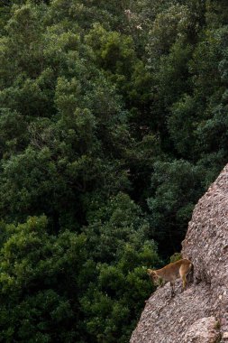 Montserrat Dağı 'ndaki dağ keçisi, Barcelona, İspanya.