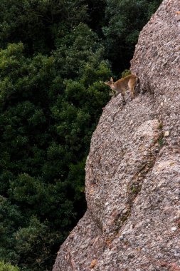 Montserrat Dağı 'ndaki dağ keçisi, Barcelona, İspanya.