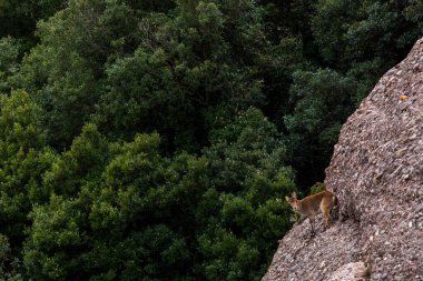 Montserrat Dağı 'ndaki dağ keçisi, Barcelona, İspanya.