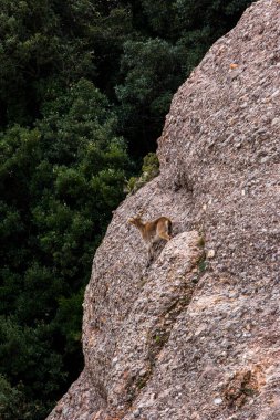 Montserrat Dağı 'ndaki dağ keçisi, Barcelona, İspanya.
