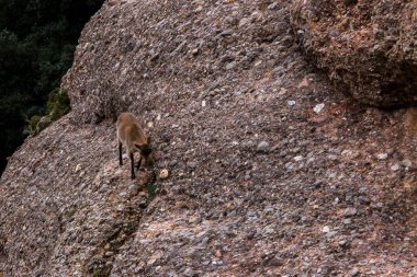 Montserrat Dağı 'ndaki dağ keçisi, Barcelona, İspanya.
