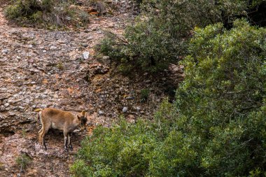 Montserrat Dağı 'ndaki dağ keçisi, Barcelona, İspanya.