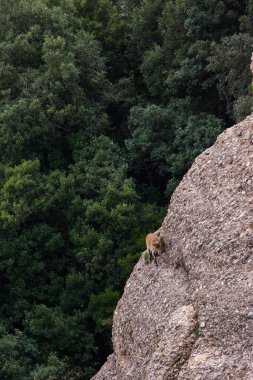 Montserrat Dağı 'ndaki dağ keçisi, Barcelona, İspanya.