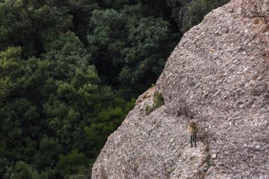 Montserrat Dağı 'ndaki dağ keçisi, Barcelona, İspanya.