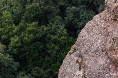 Montserrat Dağı 'ndaki dağ keçisi, Barcelona, İspanya.