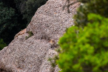 Montserrat Dağı 'ndaki dağ keçisi, Barcelona, İspanya.