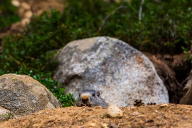 Marmot, Groundhod (Marmota marmota) Cerdagne, Pyrenees, Fransa.