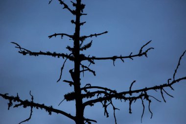 Büyük Benekli Ağaçkakan (Dendrocopos major) Yazı Tipi Romeu, Pireneler, Fransa.