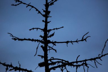 Büyük Benekli Ağaçkakan (Dendrocopos major) Yazı Tipi Romeu, Pireneler, Fransa.