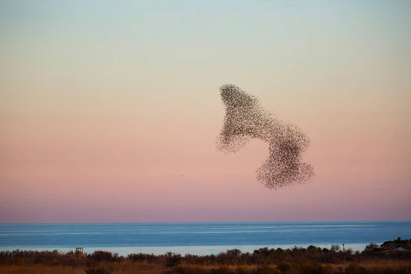 Murmeln Der Stare Naturpark Aiguamolls Emporda Spanien — Stockfoto