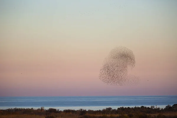 Murmure Étourneaux Aiguamolls Emporda Nature Park Espagne — Photo