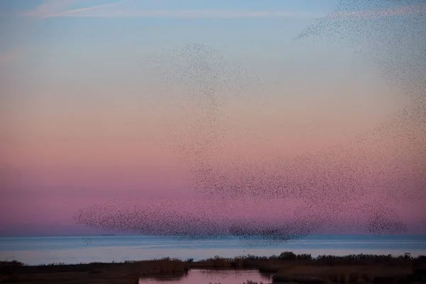 Starlings Muration Aiguamolls Emporda Nature Park Spanyolország — Stock Fotó