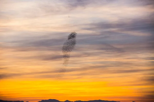 Starlings Murmuration Aiguamolls Emporda Nature Park Spagna — Foto Stock