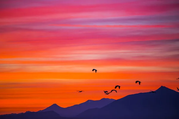 Pôr Sol Guindastes Gruidae Aiguamolls Emporda Nature Reserve Espanha — Fotografia de Stock