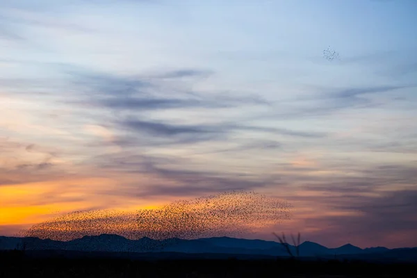 Murmure Étourneaux Aiguamolls Emporda Nature Park Espagne — Photo