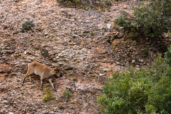 Capra Montagna Montserrat Barcellona Spagna — Foto Stock