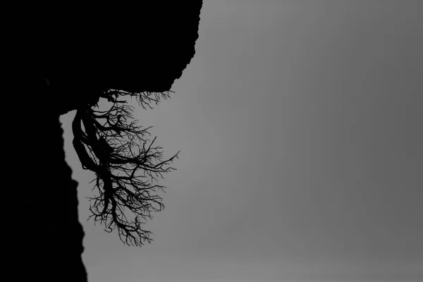 Mountain Goat Montserrat Mountain Barcelona Spain — Stock Photo, Image