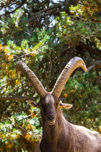 Cabra Montanha Capra Pyrenaica Cerdagne Pirinéus França — Fotografia de Stock