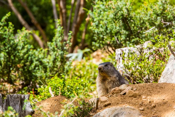 Marmot Groundhod Marmota Marmota Cerdagne Pyrenees France — 图库照片