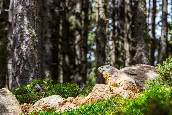 Marmot Murmeldjur Marmota Marmota Cerdagne Pyrenéerna Frankrike — Stockfoto