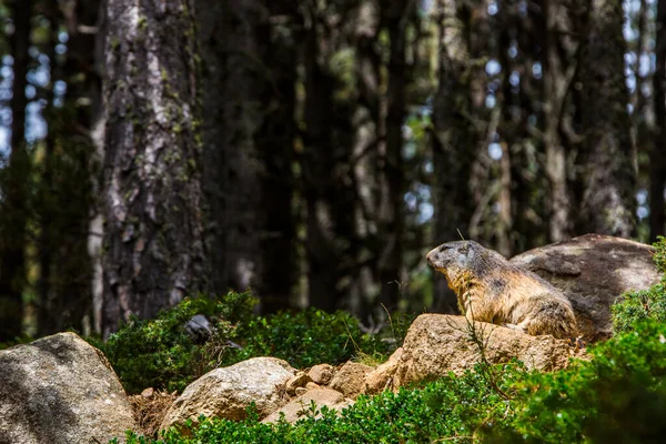 Marmot Murmeldjur Marmota Marmota Cerdagne Pyrenéerna Frankrike — Stockfoto