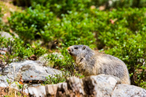 Marmot Murmeldjur Marmota Marmota Cerdagne Pyrenéerna Frankrike — Stockfoto