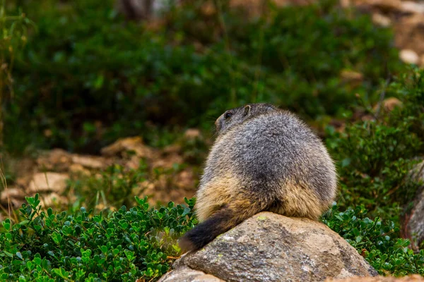 Marmot Murmeldjur Marmota Marmota Cerdagne Pyrenéerna Frankrike — Stockfoto
