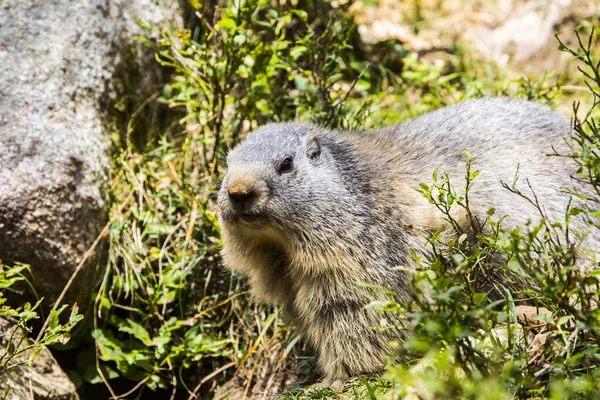 Marmot Murmeldjur Marmota Marmota Cerdagne Pyrenéerna Frankrike — Stockfoto