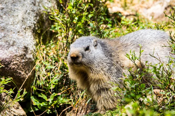 Marmot Groundhod Marmota Marmota Cerdagne Pyrenæerne Frankrig - Stock-foto