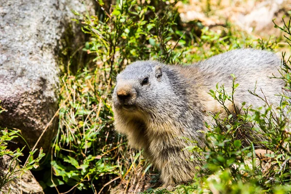 Marmot Murmeldjur Marmota Marmota Cerdagne Pyrenéerna Frankrike — Stockfoto