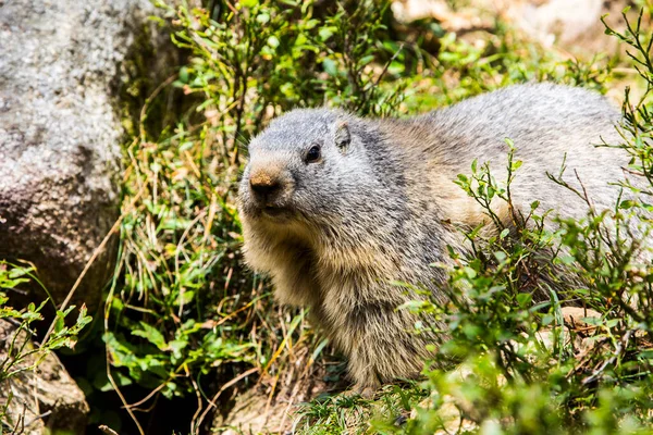 Marmot Groundhod Marmota Marmota Cerdagne Pyrenæerne Frankrig - Stock-foto