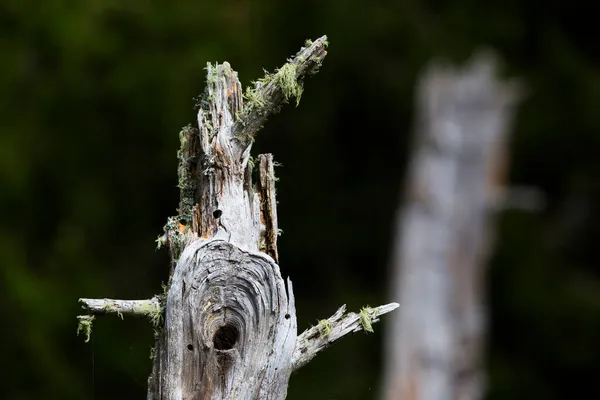 Zomerzonsondergang Font Romeu Cerdagne Pyreneeën Frankrijk — Stockfoto