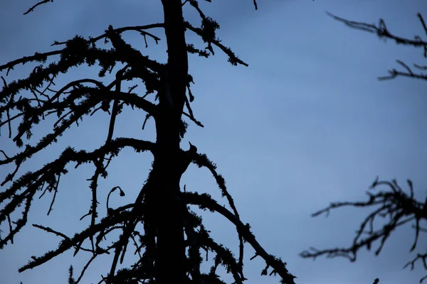 大斑点啄木鸟 Dendrocopos Major 法国比利牛斯枫树 — 图库照片