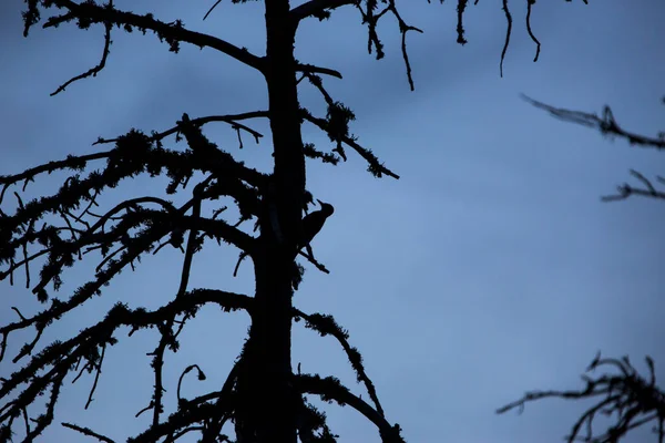 Gran Pájaro Carpintero Manchado Dendrocopos Major Font Romeu Pirineos Francia —  Fotos de Stock