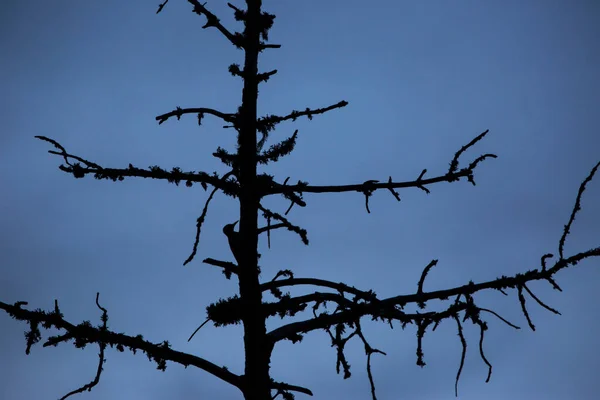 大斑点啄木鸟 Dendrocopos Major 法国比利牛斯枫树 — 图库照片