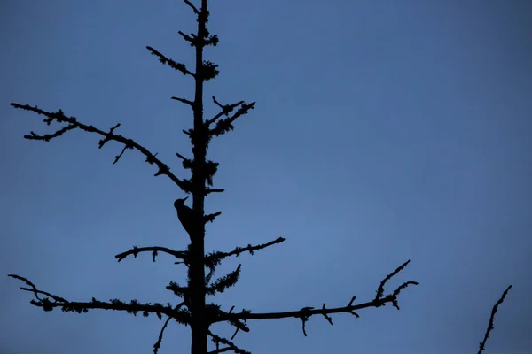 Gran Pájaro Carpintero Manchado Dendrocopos Major Font Romeu Pirineos Francia — Foto de Stock