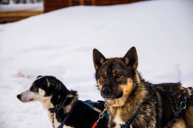Kuzey Norveç, Lofoten Adaları 'nda köpek kızağı..