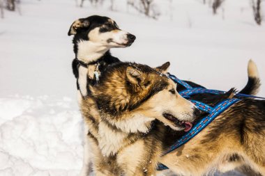 Kuzey Norveç, Lofoten Adaları 'nda köpek kızağı..
