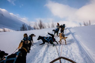 Kuzey Norveç, Lofoten Adaları 'nda köpek kızağı..