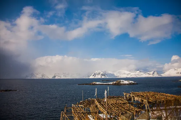 Cabillaud Redoutable Salé Dans Les Îles Lofoten Nord Nord — Photo