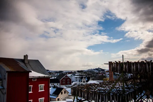 Dorsz Atlantycki Dorsz Solony Wyspach Lofoteńskich Północ Norwegia — Zdjęcie stockowe