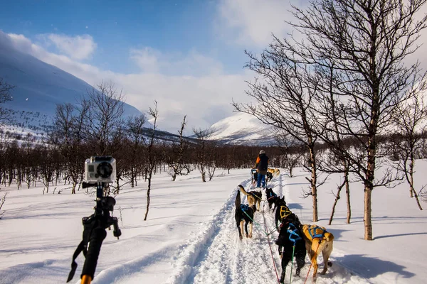 Hundeslæde Lofoten Islands Nordnorge - Stock-foto