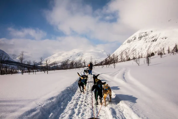 Hondensleeën Lofoten Noord Noorwegen — Stockfoto