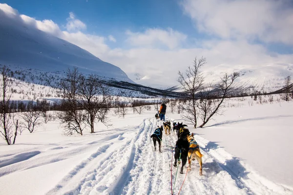 Hundeslæde Lofoten Islands Nordnorge - Stock-foto