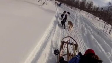 Kuzey Norveç, Lofoten Adaları 'nda köpek kızağı.