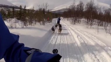Kuzey Norveç, Lofoten Adaları 'nda köpek kızağı.